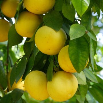 Pompelmo o Citrus paradisi