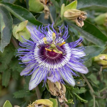 Passiflora Purple Haze