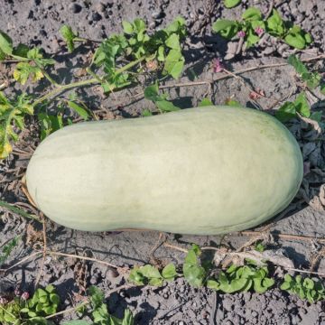 Anguria Charleston Gray