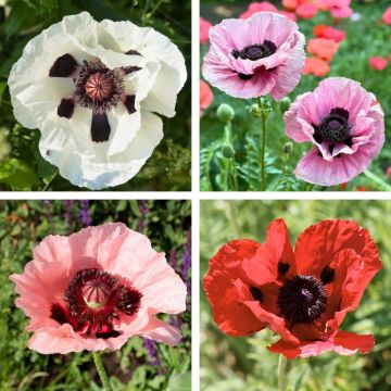 Papavero orientale Pizzicato in miscuglio