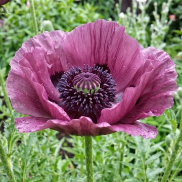 Papavero orientale Patty's Plum
