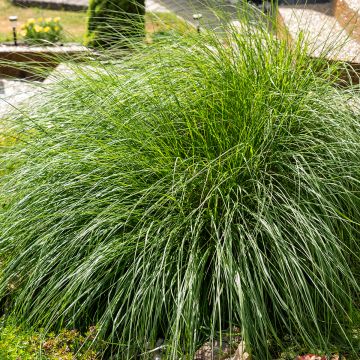 Voici la traduction en italien du texte fourni, en respectant toutes vos consignes :  ```html Pennisetum, Erba ai scopolini Little Bunny ```