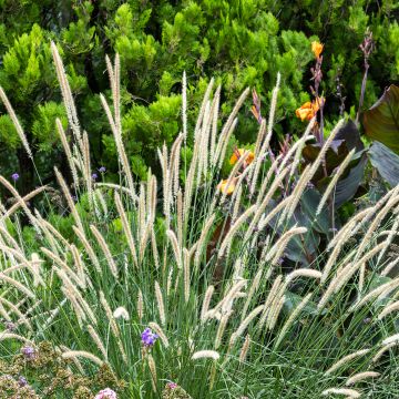Voici la traduction en italien du texte, en respectant toutes les consignes fournies :  ```html Pennisetum macrourum, Erba a spazzola ```