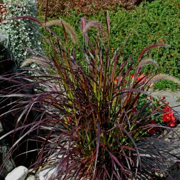 Pennisetum x advena Rubrum - Herbe aux écouvillons pourpres