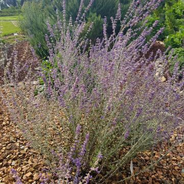 Perovskia, Salvia dell'Afghanistan compatta Little Spire