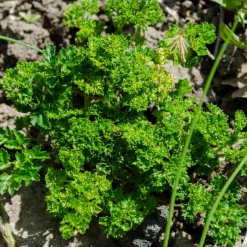 Prezzemolo Riccio Verde Scuro BIO