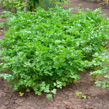Prezzemolo Gigante d'Italia BIO