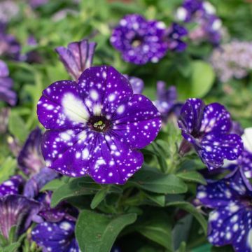 Petunia FLASH DANCE Bolero Blue