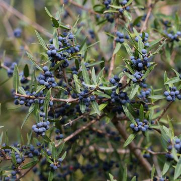 Ilatro sottile o Phillyrea angustifolia