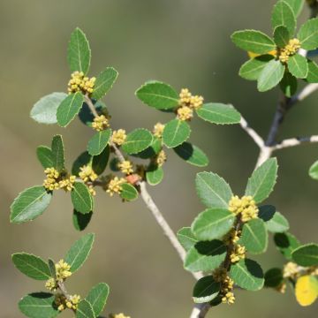 Ilatro sottile o Phillyrea latifolia