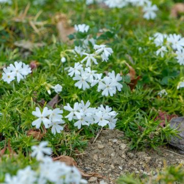 Phlox nana White Delight