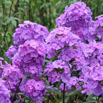 Flox o Phlox paniculata Blue Paradise