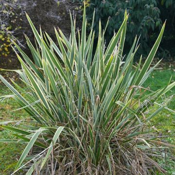 Lino della Nuova Zelanda variegato o Phormium tenax ‘Variegatum’