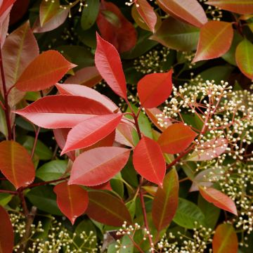 Photinia X fraseri 'Carré Rouge' Meilland Richardier