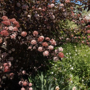 Physocarpus Diable D'Or