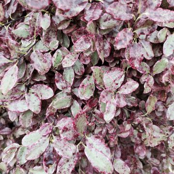 Pittosporum Bannow Bay