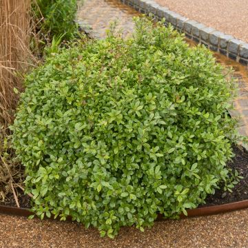 Pittosporum tenuifolium ‘Golf Ball’ o pittosporo a foglie piccole potato a sfera
