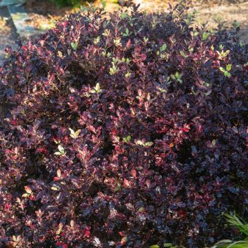 Pittosporum tenuifolium ‘Tom Thumb’ o pittosporo a foglie piccole porpora potato a sfera