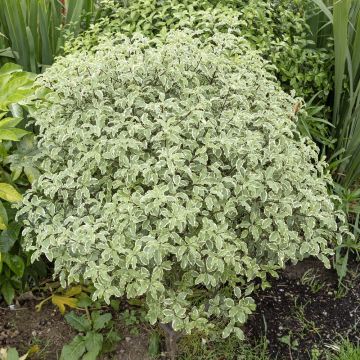 Pittosporum tenuifolium ‘Variegatum’ o Pittosporo a foglie piccole variegato
