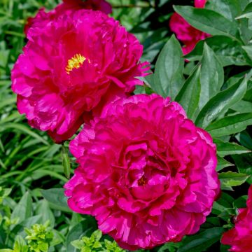 Peonia erbacea lactiflora ibrida Félix Crousse