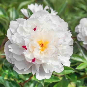 Peonia erbacea lactiflora ibrida Festiva Maxima