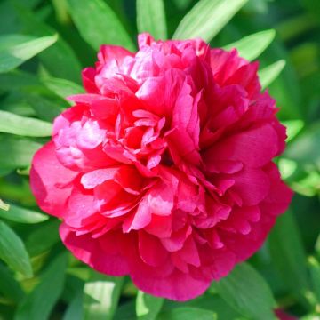 Peonia erbacea Inspecteur Lavergne