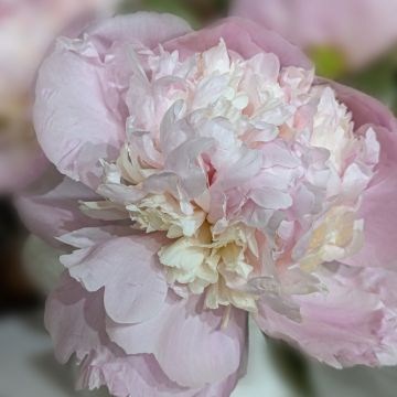 Peonia erbacea Madame Calot