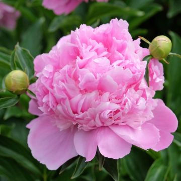 Peonia erbacea Monsieur Jules Elie