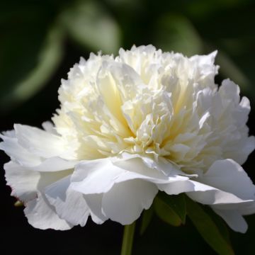 Peonia erbacea Primula