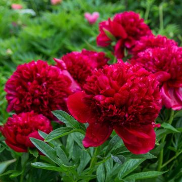 Peonia erbacea Red Charm