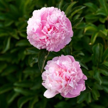 Peonia erbacea lactiflora ibrida Sarah Bernhardt
