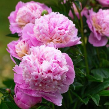 Peonia erbacea lactiflora ibrida Sorbet