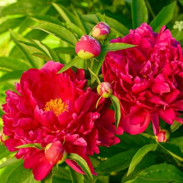 Peonia Rubra Plena