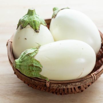 Melanzana Clara (piante innestate)