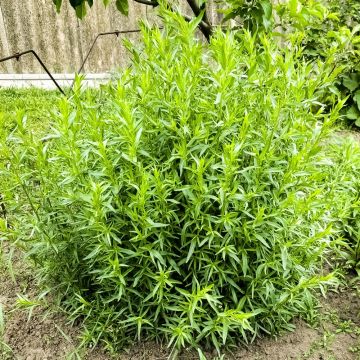 Dragoncello Francese