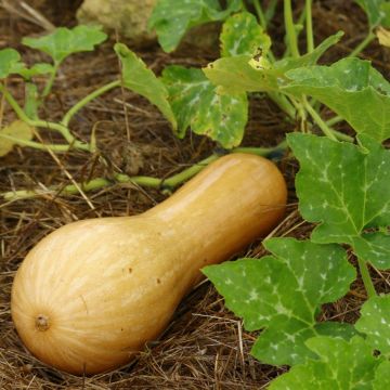 Pianta di Zucchino Trombetta di Nica Pianta di Zucchino Trombetta di Nica