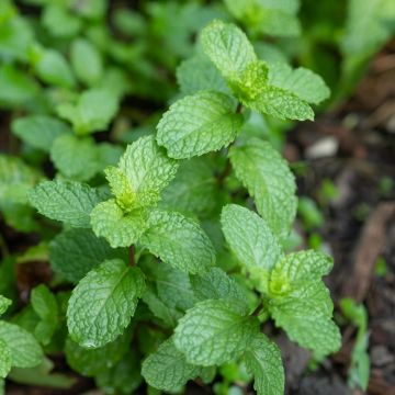 Menta piperita