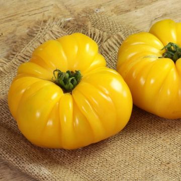 Pianta di Pomodoro Ananas