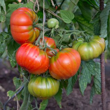 Pianta di Pomodoro Buffalo Steak F1