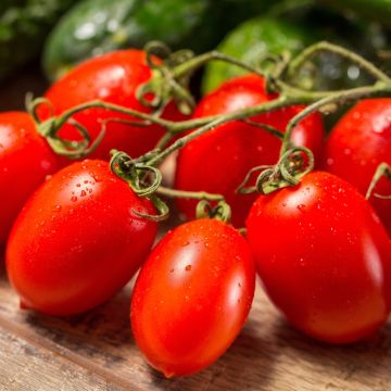 Pianta di Pomodoro Colibri F1 tipo Roma innestato