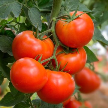 Pomodoro Montfavet F1