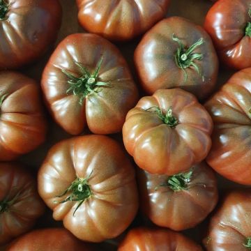 Pianta di Pomodoro Nero di Crimea