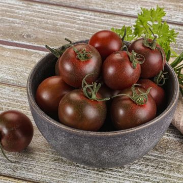 Pianta di Pomodoro cocktail Black Cherry