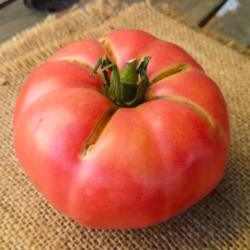 Pomodoro Rosa di Berna