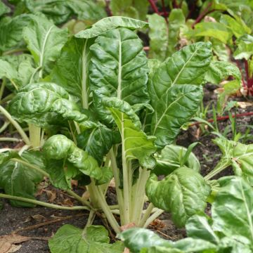 Bieta verde da taglio