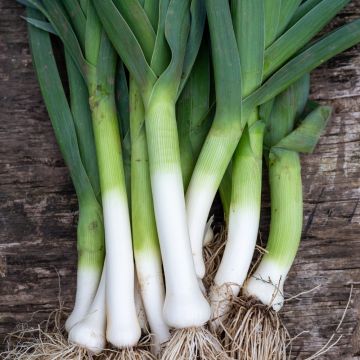 Porro gigante precoce race major