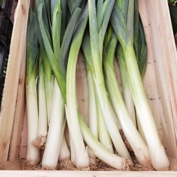 Porro di Carentan 2 BIO Porro di Carentan 2 BIO