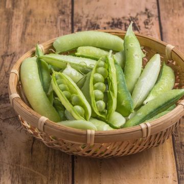 Pisello a semi rugosi nano Kelvil