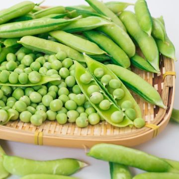 Pisello a semi rotondi nano Précovil Pisello a semi rotondi nano Précovil