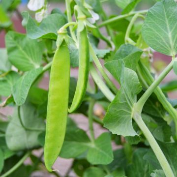 Taccola o pisello mangiatutto seminano Carouby de Maussane